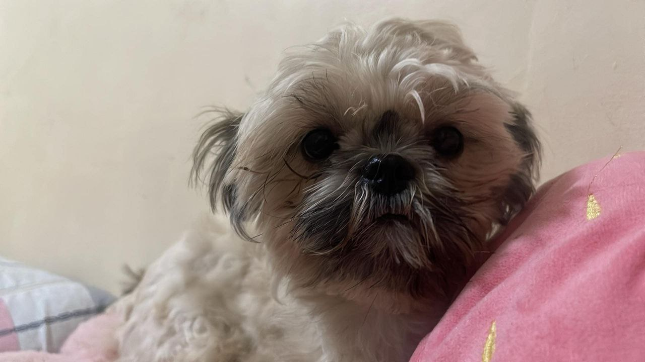 Ling